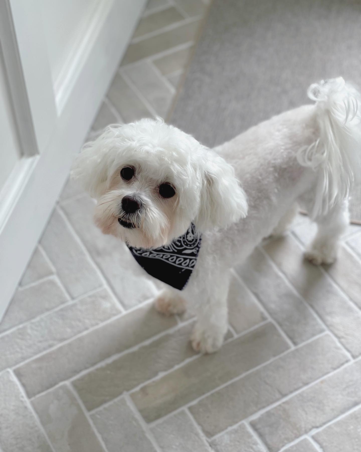 Engineerwood Flooring 5 IMG_2066